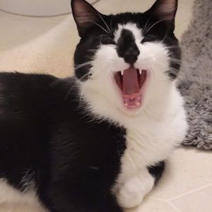 Meet your Posher, Shayhay